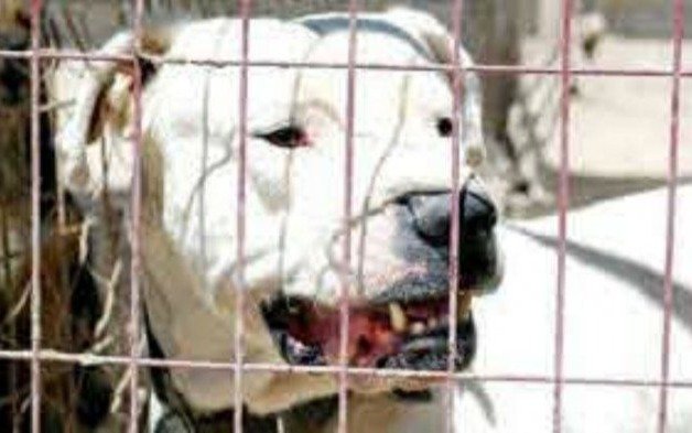 Otro Dogo incontrolable: una mujer gravemente herida en Mardel