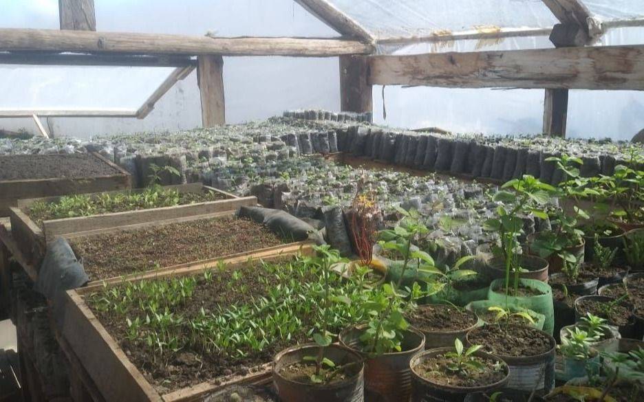 En Saavedra los presos cultivaron 9 mil plantines en la huerta para autoconsumo 