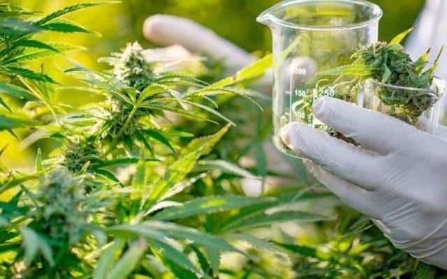 Legalizan el cannabis para uso medicinal y "autocultivo": todos los detalles de la norma