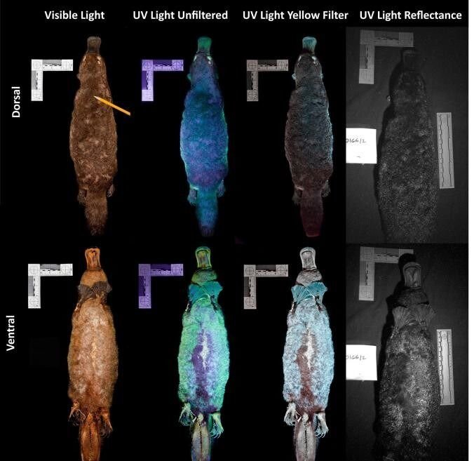 Descubren otra característica sorprendente del ornitorrinco: brilla en la oscuridad