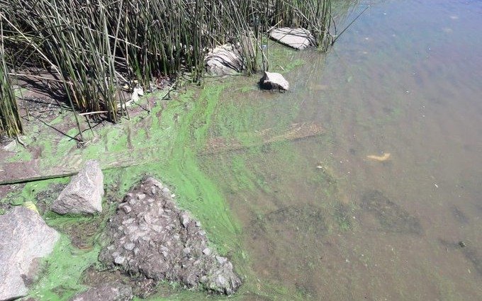 Descartan la presencia de toxinas en el agua corriente, por la tonalidad verdosa del río de la Plata