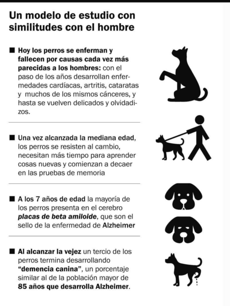 Todo lo que pueden enseñarnos los perros sobre cómo envejecer mejor