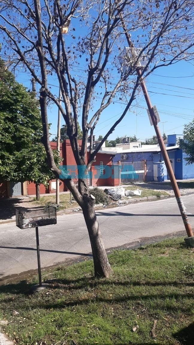 Reclamo por árbol y columna de luminaria  en mal estado en San Carlos