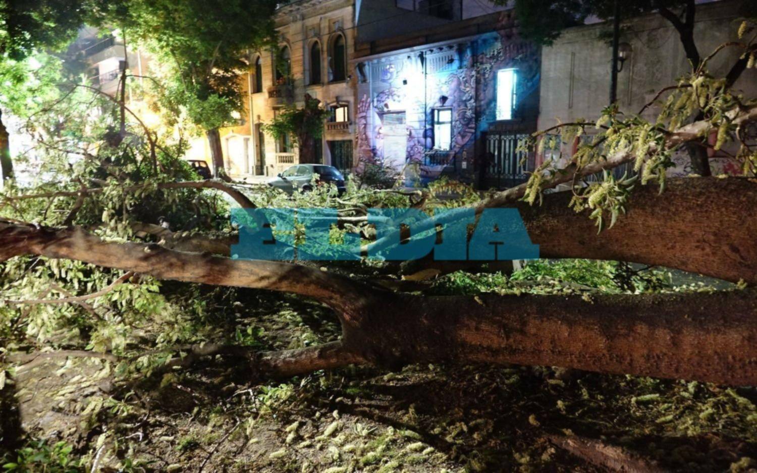 Se cayó el histórico ombú del boulevard de avenida 60 entre 11 y 12