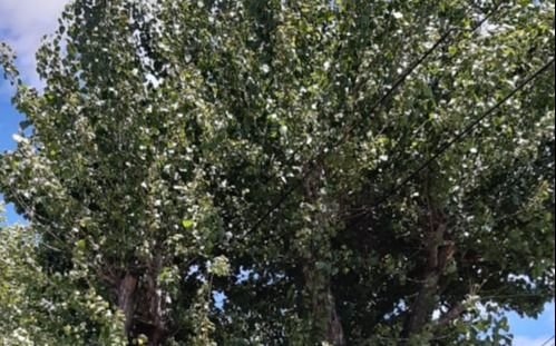 Aseguran que hace 8 años reclaman por la poda de antiguos árboles y aún no tuvieron respuesta