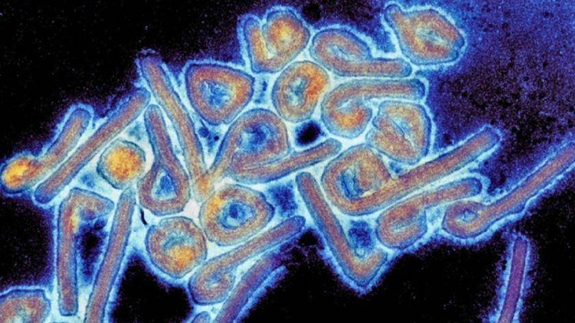 Un nuevo virus detectado en Bolivia provoca alarma entre los científicos