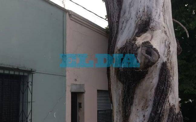 En 69 y 20 reclaman la extracción de un tronco invadido por una colonia de abejas