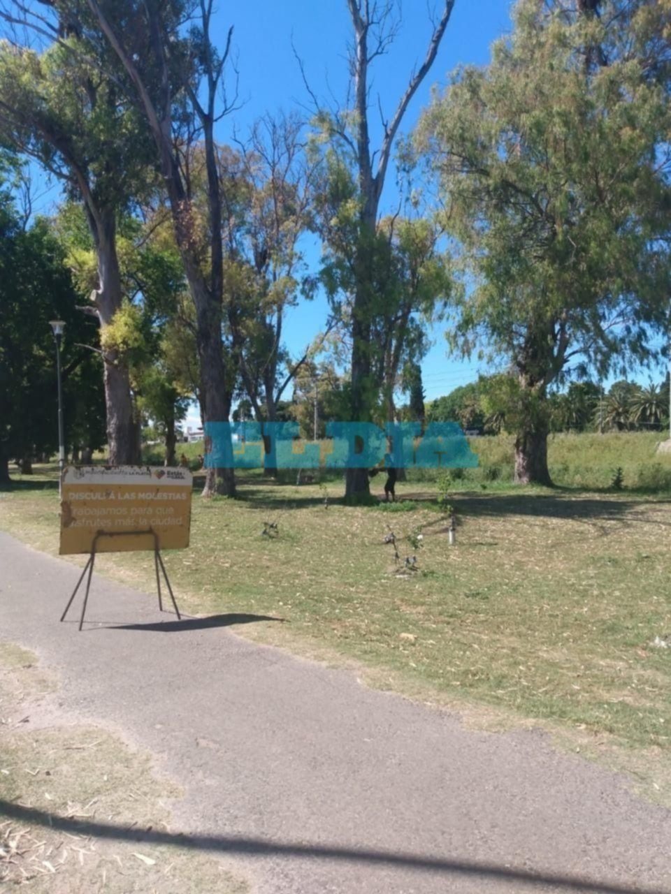 Indignación y dolor en Gonnet por la tala de un árbol "sano" y destrucción del ecosistema