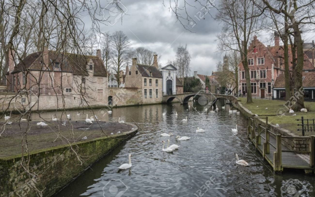 Trasladan 120 cisnes de canales de Brujas, para protegerlos de la gripe aviar
