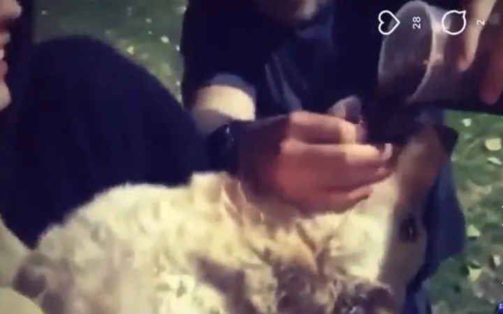Indignante: tres jóvenes obligaron a un perro callejero a tomar fernet y lo subieron a redes