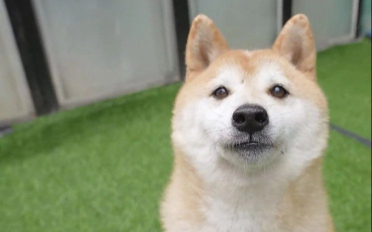 Perro abandonado subastado en 25.000 dólares