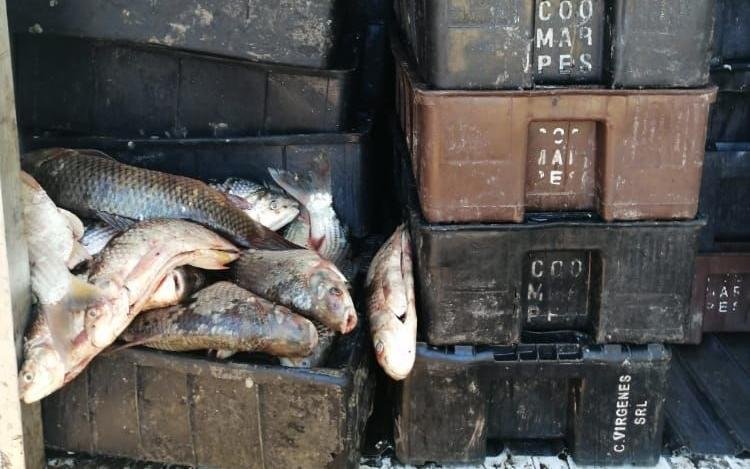 Detectan en Berisso sábalo podrido que se procesaría como alimento