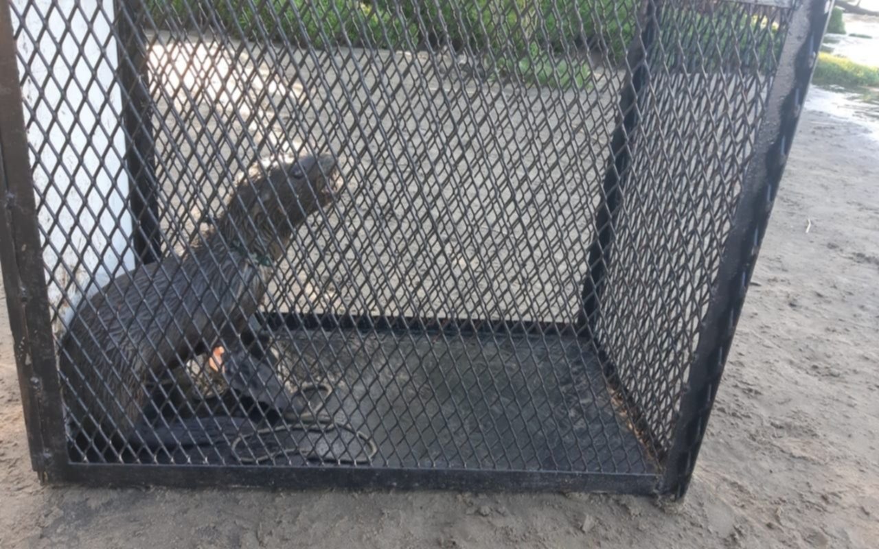 Hallan y rescatan a un pequeño lobo marino en las costas de Berisso