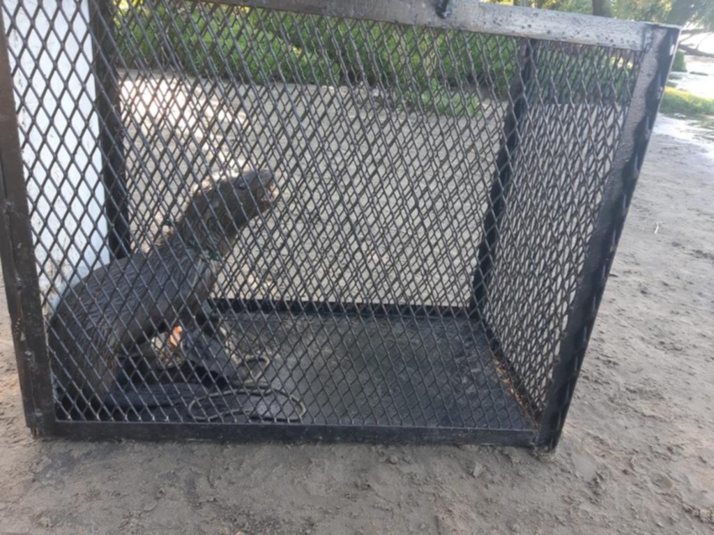 Apareció un lobo marino en una playa del área de Palo Blanco