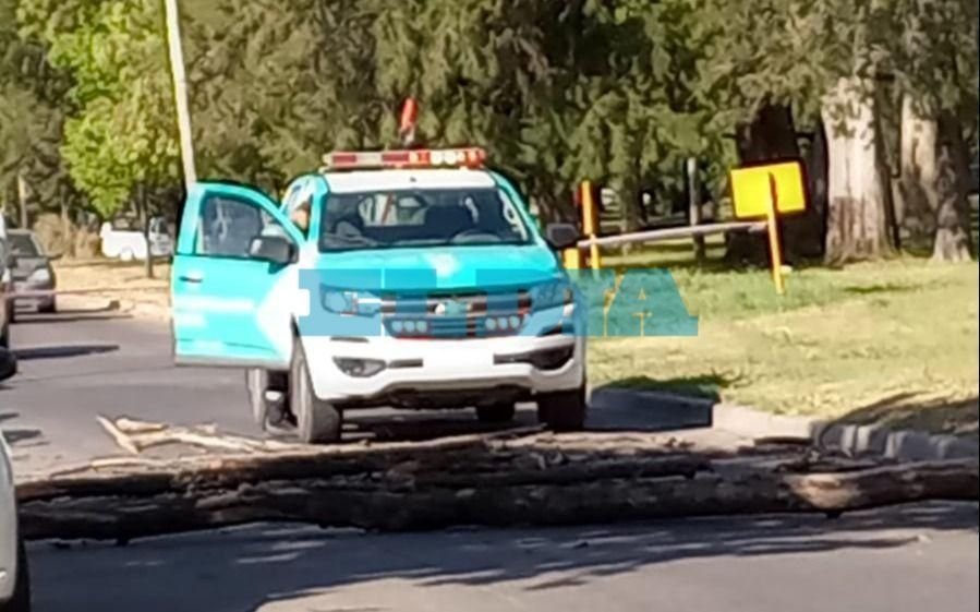 Susto en un sector de circunvalación por la caída de una rama de gran porte 