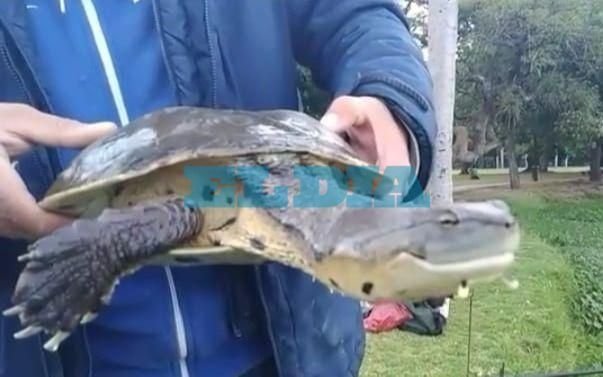 Alertan que el lago del Parque Saavedra se está secando: "Hay un gran ecosistema en peligro"