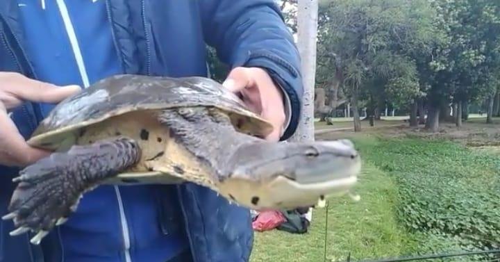 Quejas por el estado del lago del Parque Saavedra