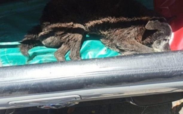 20 horas de trabajo y perforación del asfalto: el audaz operativo para rescatar a un perro de una alcantarilla