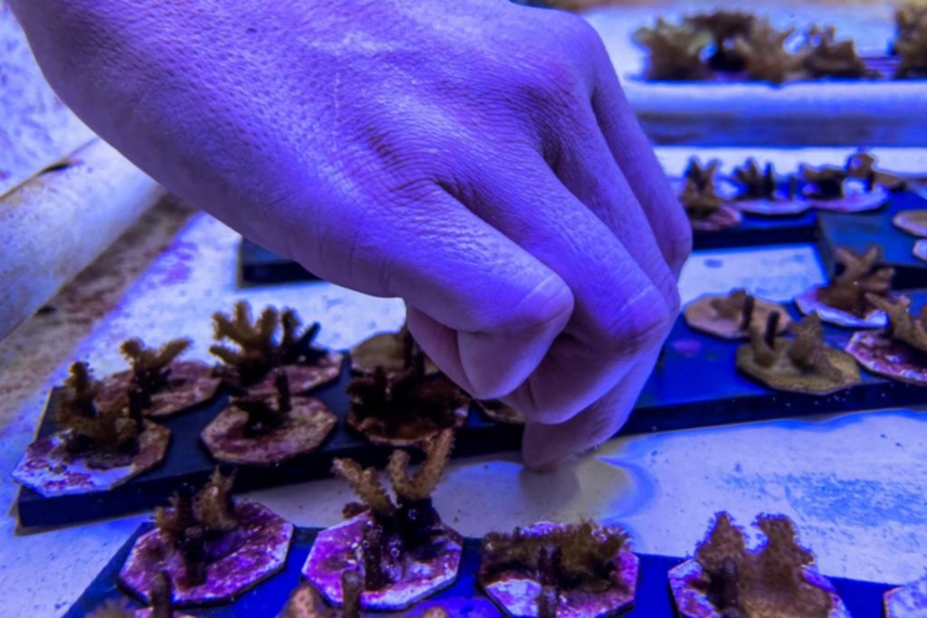 Manipulación genética: una apuesta desesperada para salvar los corales en Florida
