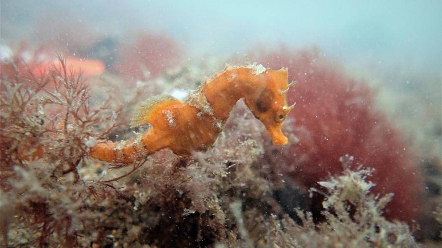 “Caballitos de Mar” En el sur argentino la población de hipocampos creció un 400%