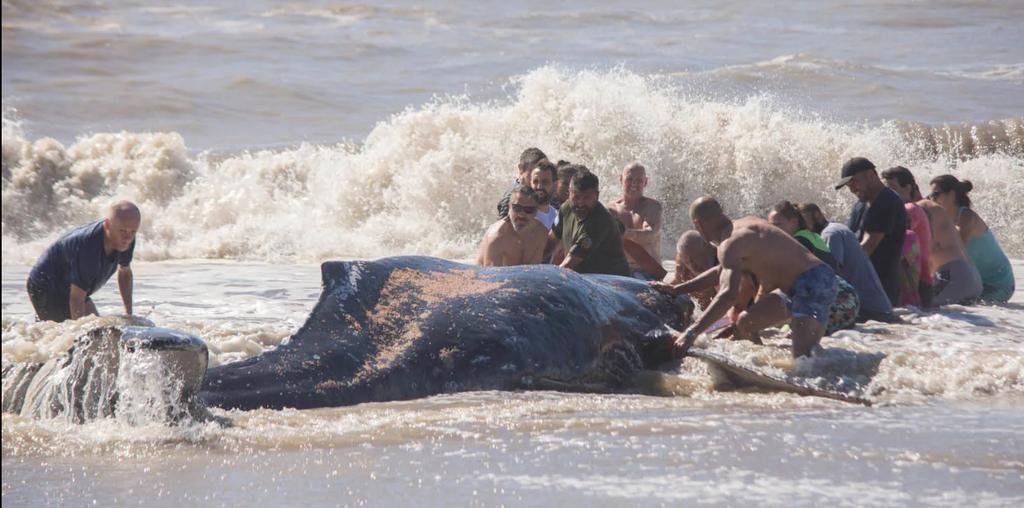 Rescataron a una ballena jorobada en Villa Gesell