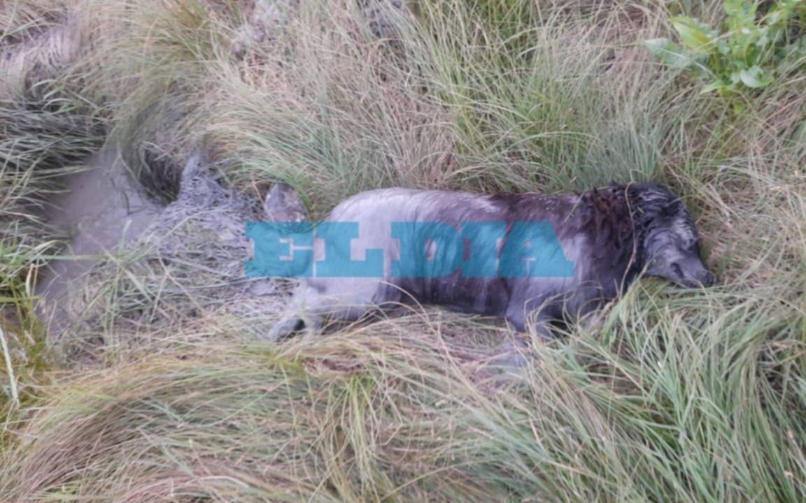 En Villa Castells, reclaman por el estado en el que se encuentra un terreno baldío