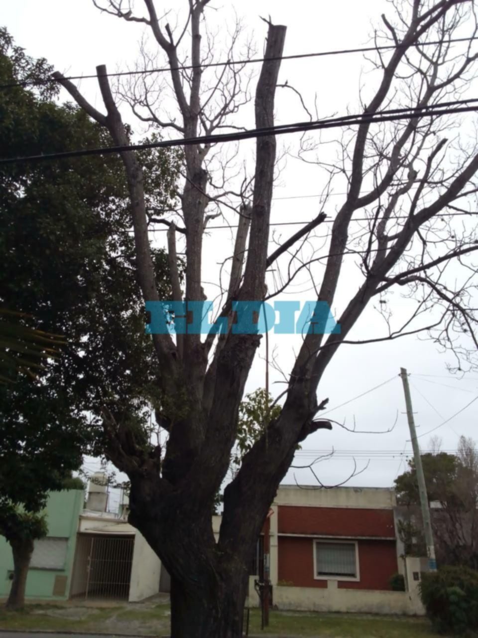 Alertan por árbol en "mal estado" en 46 y 136