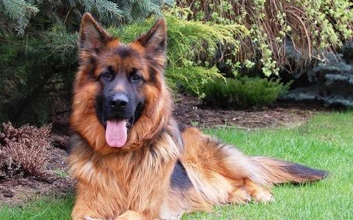 Perro que ladra no muerde, pero es millonario y vende su mansión