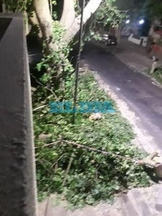 Indignación en 14, entre 58 y 59, por la poda de un centenario árbol "sin autorización"
