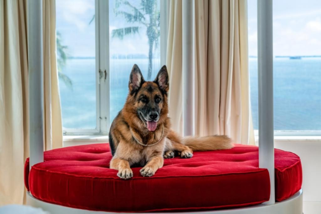 El perro más rico del mundo “vende” mansión