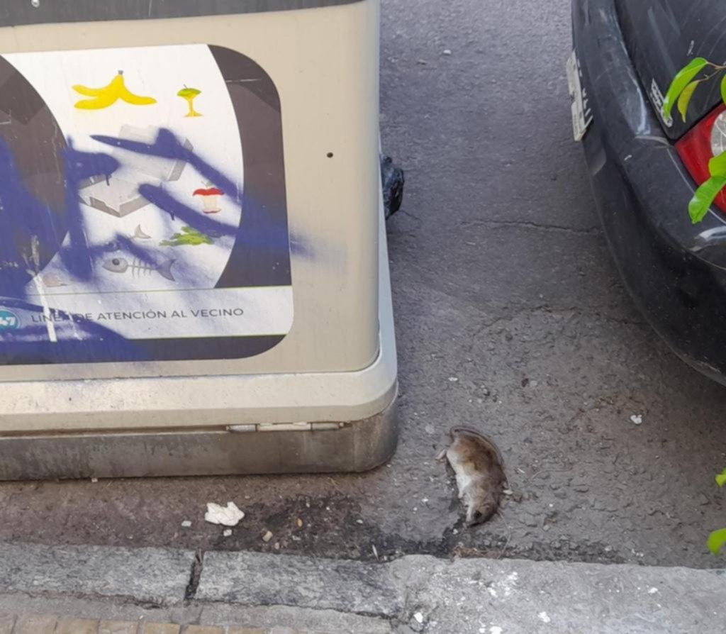 Quejas por acumulación de residuos y ratas en 58, 10 y 11