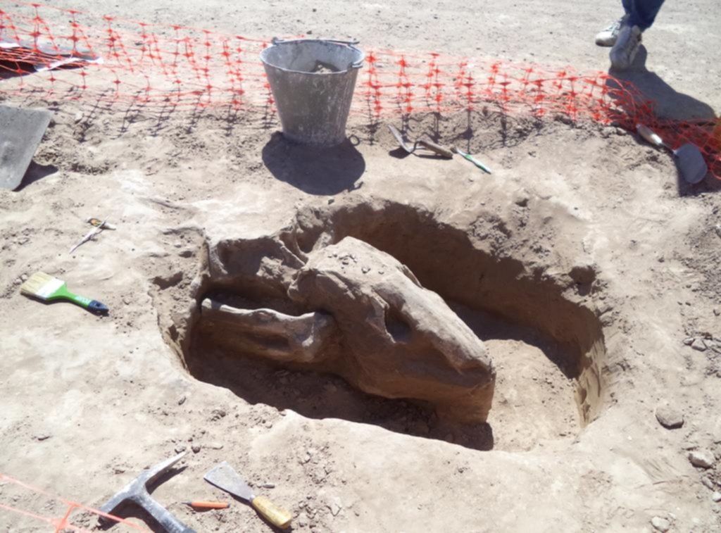 Perezoso gigante: señales de como era la Provincia hace 25.000 años