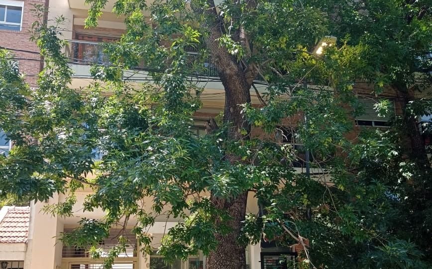 Oídos sordos al pedido para que corten las ramas que tapan una luminaria