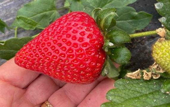 Frutillas orgánicas
