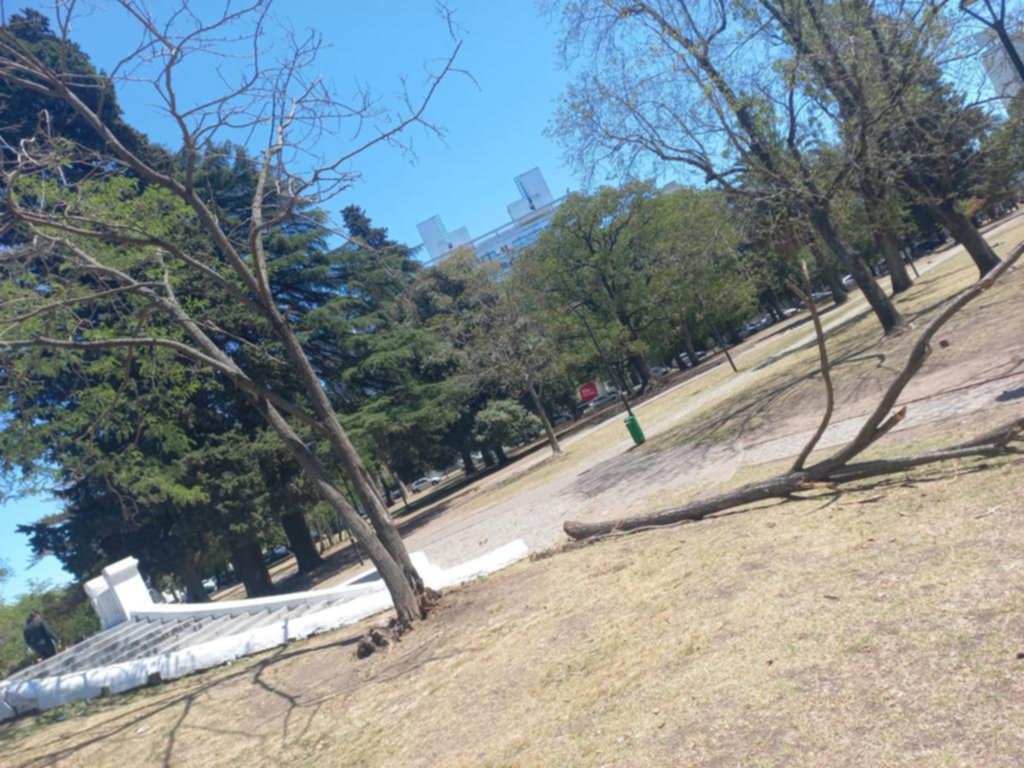 Advierten por el peligro que genera un árbol seco