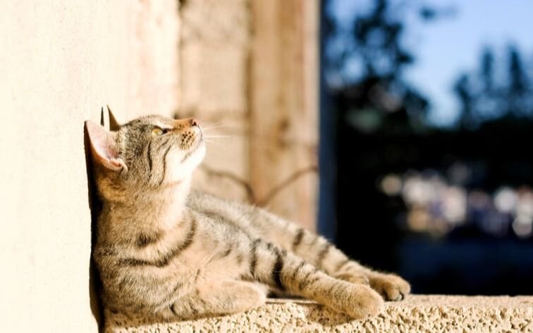 Hermoso clima en la Ciudad para empezar el finde: ¿Cuánto alcanzará la temperatura máxima?