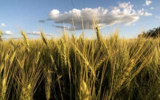 Advierten que la sequía está provocando pérdidas importantes en la cosecha de trigo: "Se van a disparar los precios"