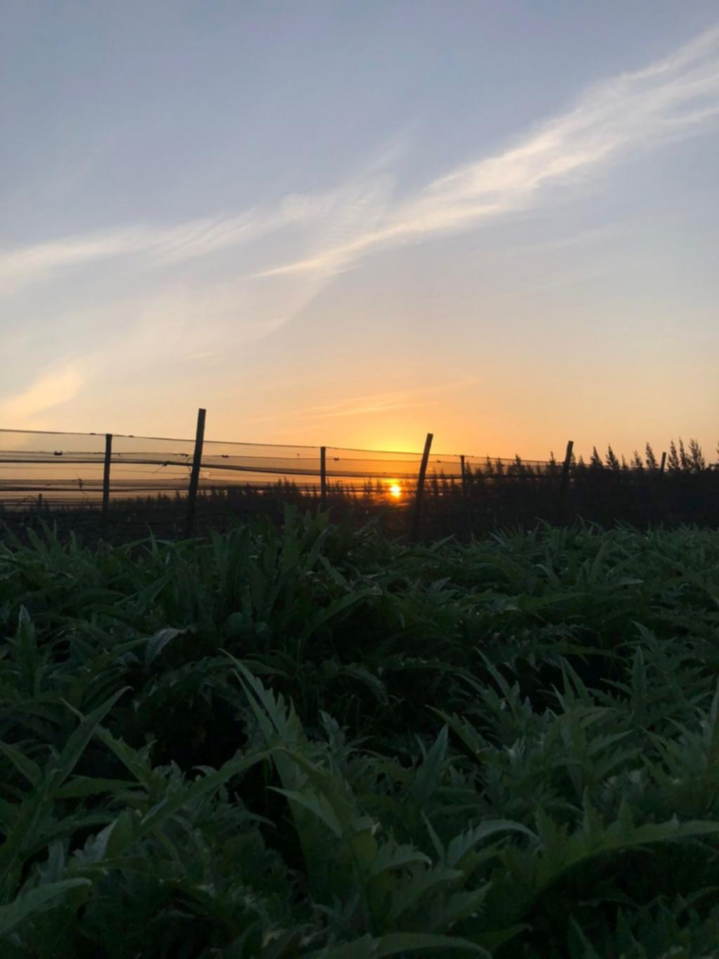 Un atardecer vegetal en Bavio
