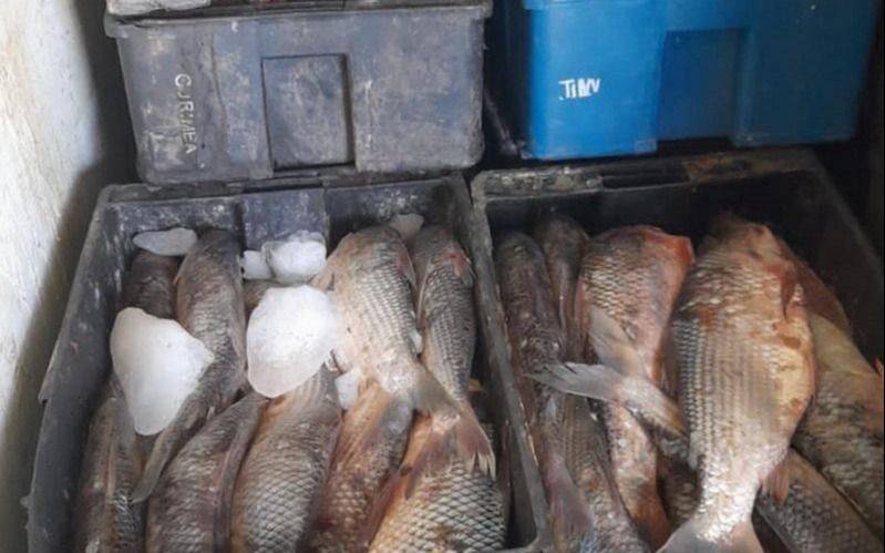 "Quisieron vender pescado podrido": incautan casi una tonelada en la Región