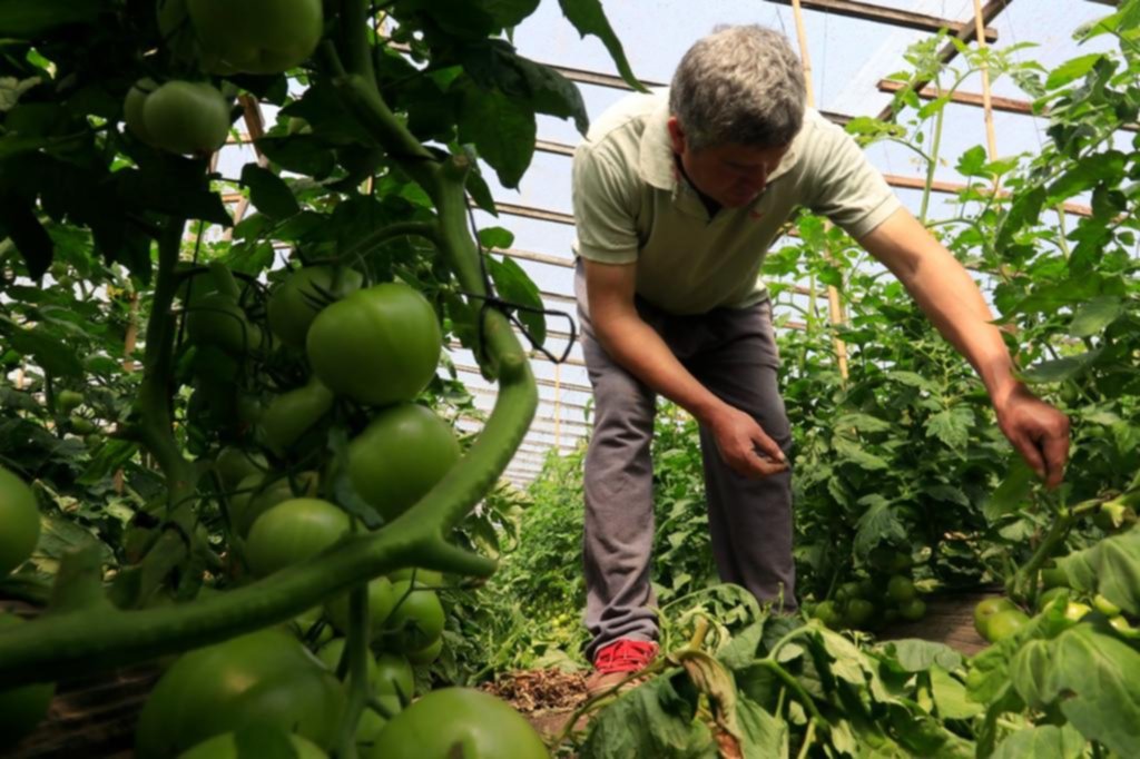 Cinturón hortícola: la comunidad boliviana frente a la crisis