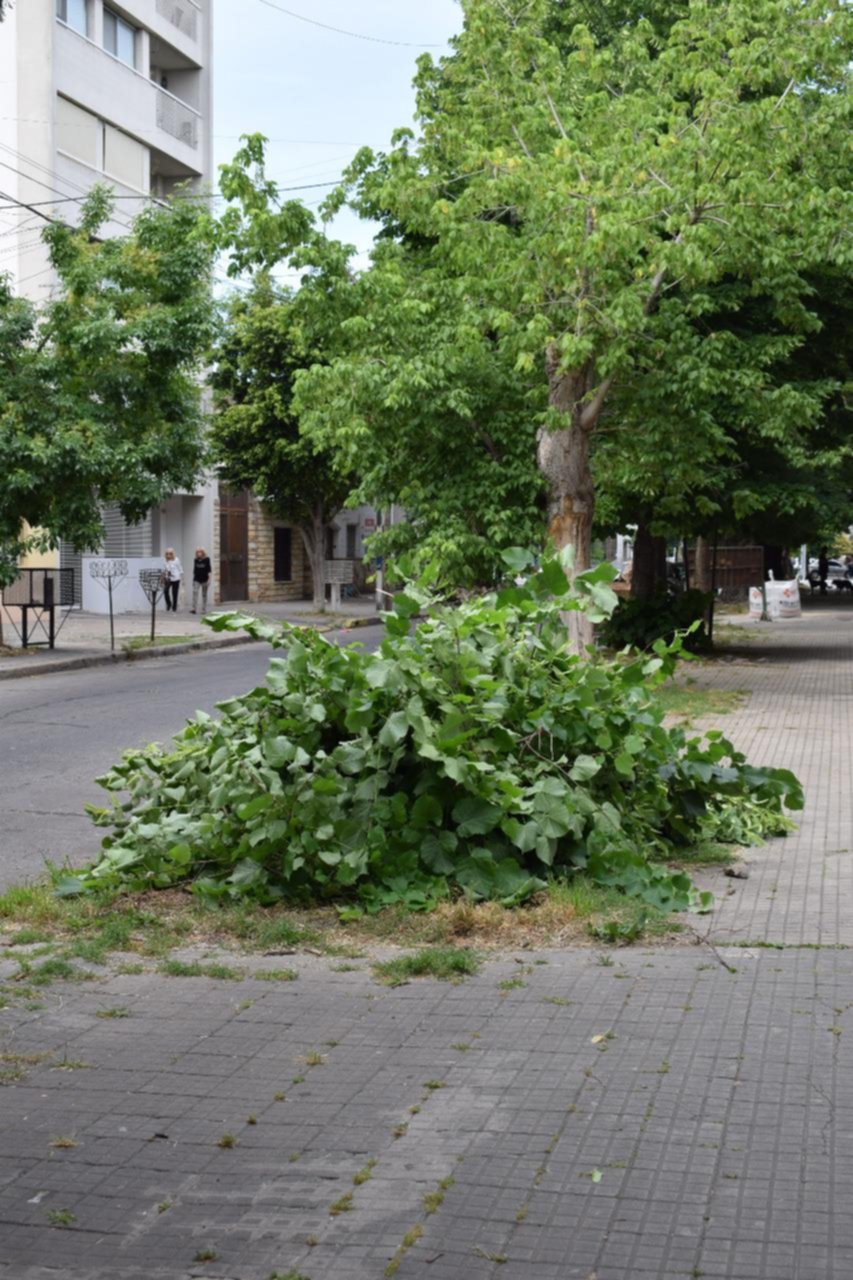 Reclamo por poda clandestina en la cuadra de 33 entre 6 y 7