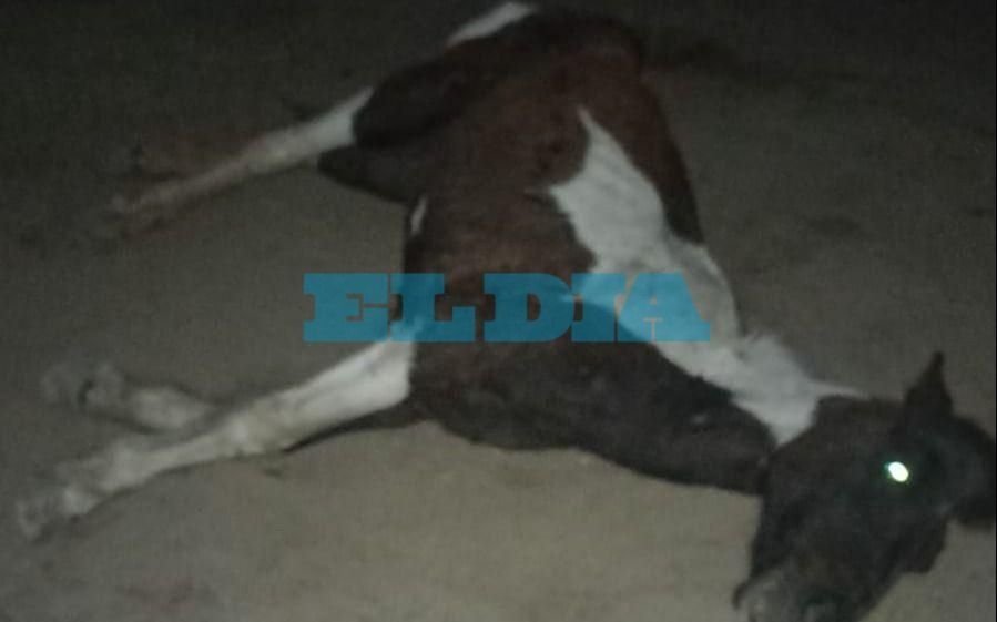 Horror en un campo de La Plata: hallan caballos muertos y varios en estado de extrema delgadez 
