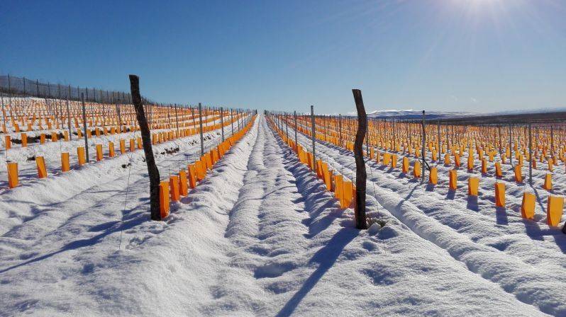 Un nuevo vino se suma a la familia de 45 Rugientes