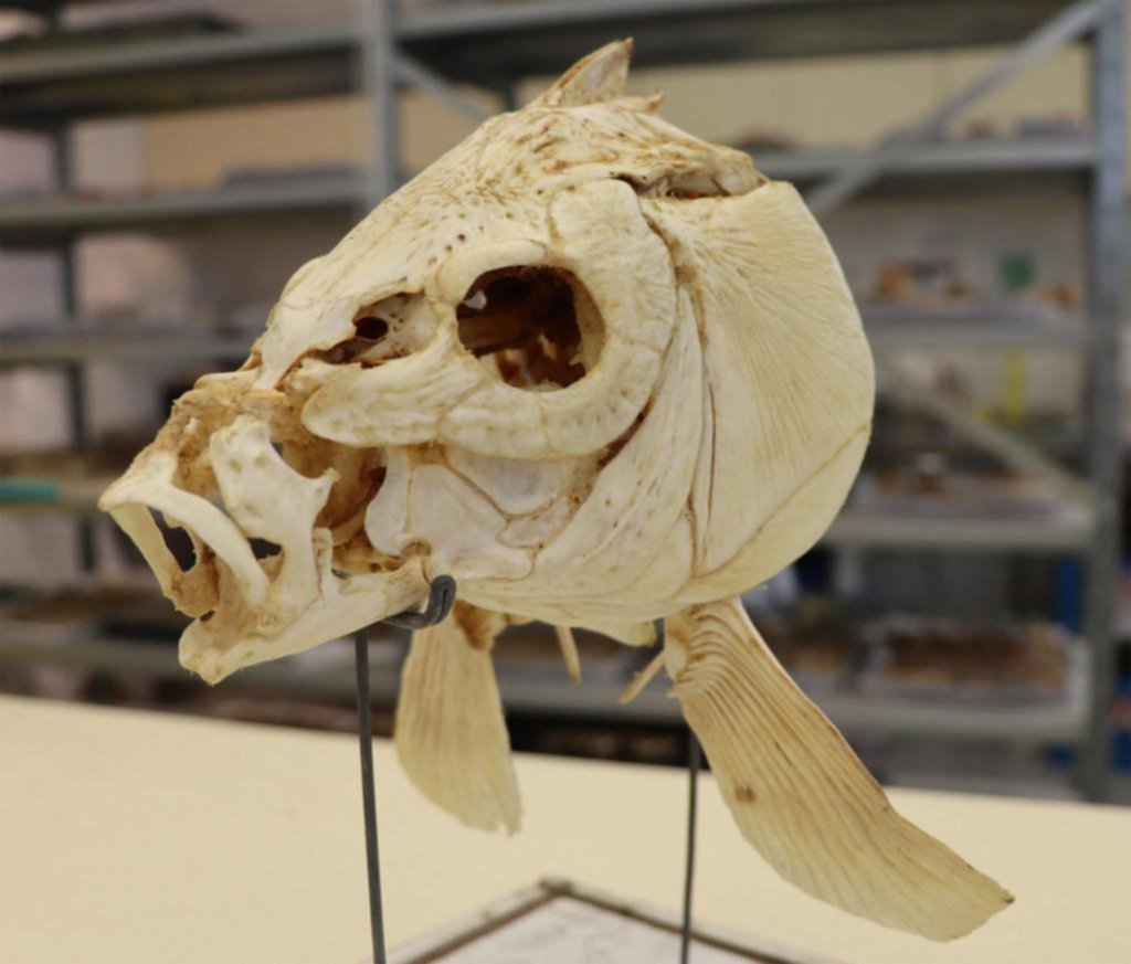 Antropología: el pescado hizo punta en la cocina hace 780.000 años