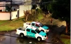 Se cayó un jacarandá por el temporal en La Plata