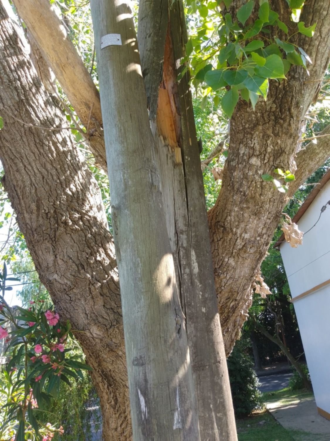 Advierten por un árbol "rompe  postes" en City Bell