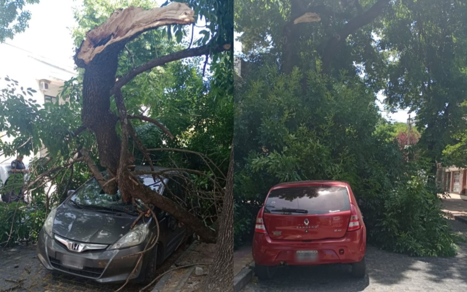 Cansados de reclamar, finalmente sucedió: se cayó un árbol en La Plata y casi provoca una tragedia