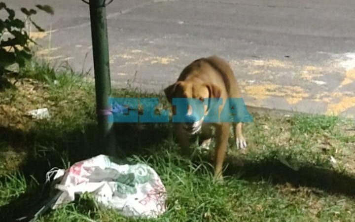Tristeza en un barrio de La Plata por un perro abandonado: "Pasó la noche atado a un canasto de basura"