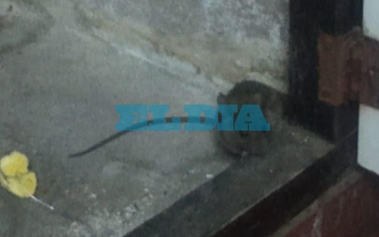 Denuncian que una escuela especial de La Plata fue invadida por enormes roedores