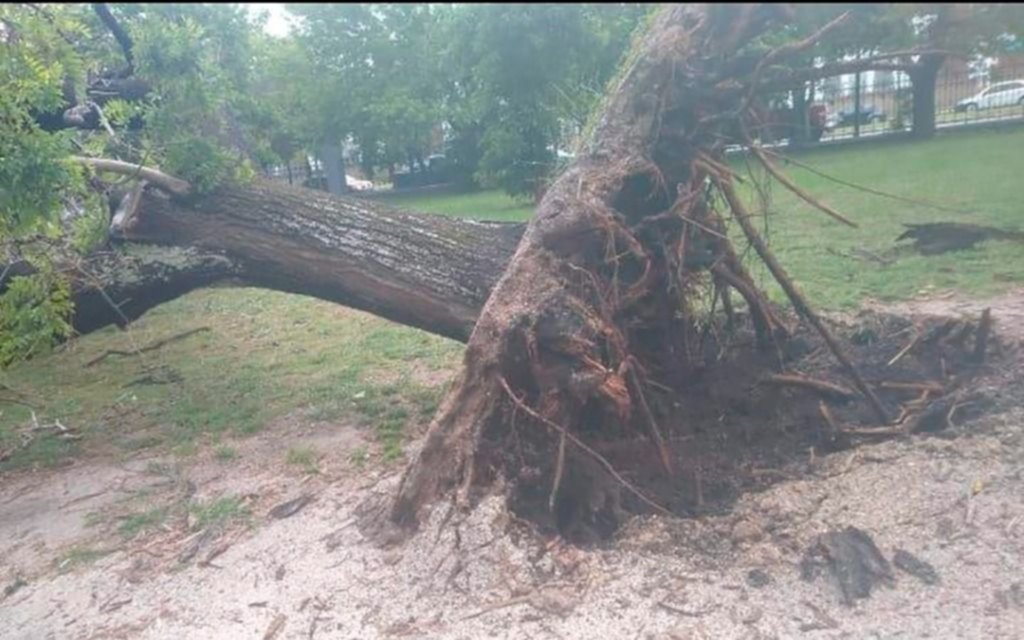 El arbolado urbano, más vulnerable a las tormentas